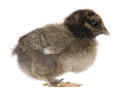 Chick, 15 days old, standing Royalty Free Stock Photo