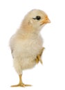 Chick, 15 days old, standing on one leg Royalty Free Stock Photo