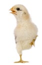 Chick, 15 days old, standing on one leg
