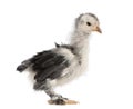 Chick, 23 days old, in front of white background Royalty Free Stock Photo