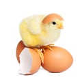 Chick Royalty Free Stock Photo