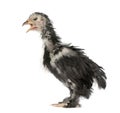 Chick, 30 days old, in front of white background Royalty Free Stock Photo