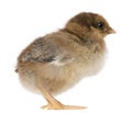 Chick, 4 days old, standing Royalty Free Stock Photo