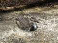 Chick of a lapwing bird