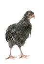 Chick araucana in studio Royalty Free Stock Photo