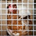 Chicken on the back of a brown chicken in a cage.