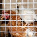 Chicken on the back of a brown chicken in a cage.