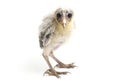 A chick of Barn Owl tyto alba isolated on white Royalty Free Stock Photo