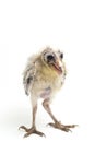 A chick of Barn Owl tyto alba isolated on white Royalty Free Stock Photo