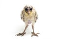 A chick of Barn Owl tyto alba isolated on white Royalty Free Stock Photo