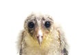 A chick of Barn Owl tyto alba isolated on white Royalty Free Stock Photo