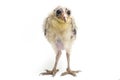 A chick of Barn Owl tyto alba isolated on white Royalty Free Stock Photo