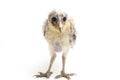 A chick of Barn Owl tyto alba isolated on white Royalty Free Stock Photo