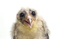 A chick of Barn Owl tyto alba isolated on white Royalty Free Stock Photo