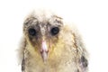 A chick of Barn Owl tyto alba isolated on white Royalty Free Stock Photo