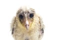 A chick of Barn Owl tyto alba isolated on white Royalty Free Stock Photo