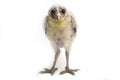 A chick of Barn Owl tyto alba isolated on white Royalty Free Stock Photo