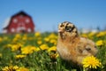Ameraucana Chick in the Barnyard Royalty Free Stock Photo