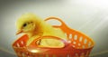 Chick in a basket stock image | Chick Basket image Royalty Free Stock Photo