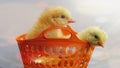 Chick in a basket stock image | Chick Basket image Royalty Free Stock Photo