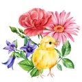 Chick and beautiful spring flowers, small yellow bird on isolated white background in watercolor hand-drawn illustration Royalty Free Stock Photo