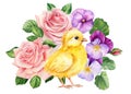 Chick and beautiful spring flowers, small yellow bird on isolated white background in watercolor hand-drawn illustration Royalty Free Stock Photo