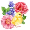 Chick and beautiful spring flowers, small yellow bird on isolated white background in watercolor hand-drawn illustration Royalty Free Stock Photo