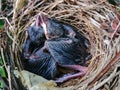 Chick, bird, nest, nature, soul Royalty Free Stock Photo