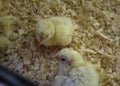 Chick hatching egg Royalty Free Stock Photo