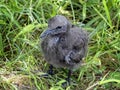 Chick of brown noddy