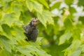 Chick Calling for Food Royalty Free Stock Photo