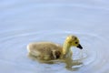 Chick of Canada goose Royalty Free Stock Photo