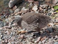 A chick of Canada goose Royalty Free Stock Photo