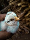 Chick catch the boy in your hand Royalty Free Stock Photo