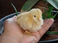 Chick , chicken Cute little chick on the hand. Baby chicken , baby bird , baby animal , newborn Royalty Free Stock Photo