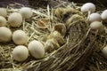 Chick coming out egg Royalty Free Stock Photo