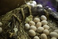 Chick coming out egg Royalty Free Stock Photo