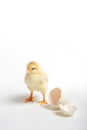 Chick and cracked egg Royalty Free Stock Photo