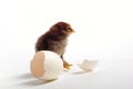 Chick and cracked egg Royalty Free Stock Photo