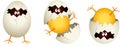 Chick cracked egg shell Royalty Free Stock Photo