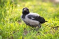 Chick crows on green grass