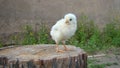 Chick 8 days old. Cute little chicken on the trunk of a tree. Chicken organic farm, farming. little newborn bird. Beautiful yellow Royalty Free Stock Photo