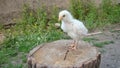 Chick 8 days old. Cute little chicken on the trunk of a tree. Chicken organic farm, farming. little newborn bird. Beautiful yellow Royalty Free Stock Photo