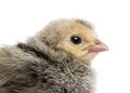 Chick, 2 days old, in front of white background, studio shot Royalty Free Stock Photo