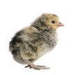 Chick, 2 days old, in front of white background, studio shot Royalty Free Stock Photo