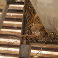 Chick of dove in the nest Royalty Free Stock Photo