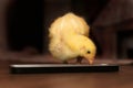 Chick eating