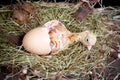 Chick in egg Royalty Free Stock Photo