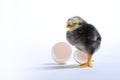 Chick and egg Royalty Free Stock Photo