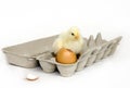 Chick in an egg carton Royalty Free Stock Photo